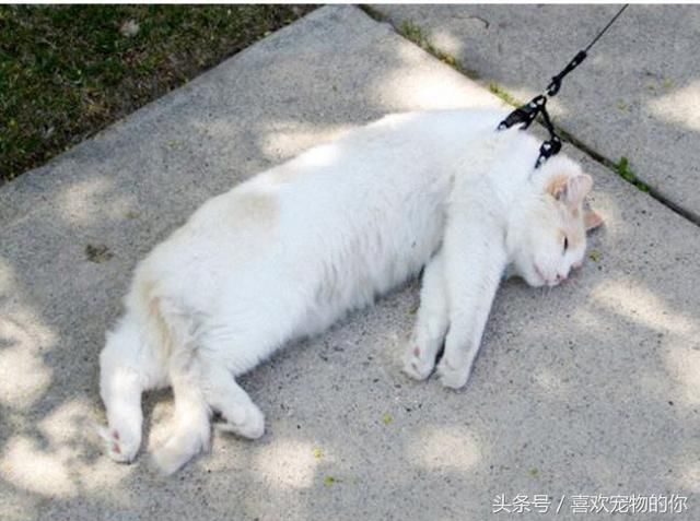 遛猫却被当作虐猫,这是怎么一回事?看后网友评