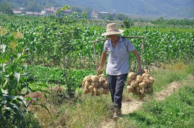 老农改行种土特产，儿子辞去城里工作回家帮忙，月入过万惹人羡慕