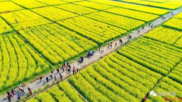 江西小众油菜花观赏地推荐 避开人海独享花海