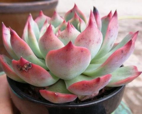 家里的多肉植物移栽后越长越好,只因他掌握了