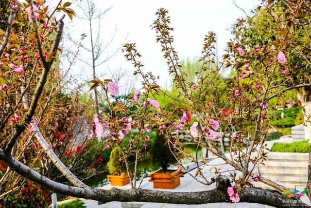 春满中国 醉西安｜春游好去处：在临潼度假区芷阳广场听见花开的