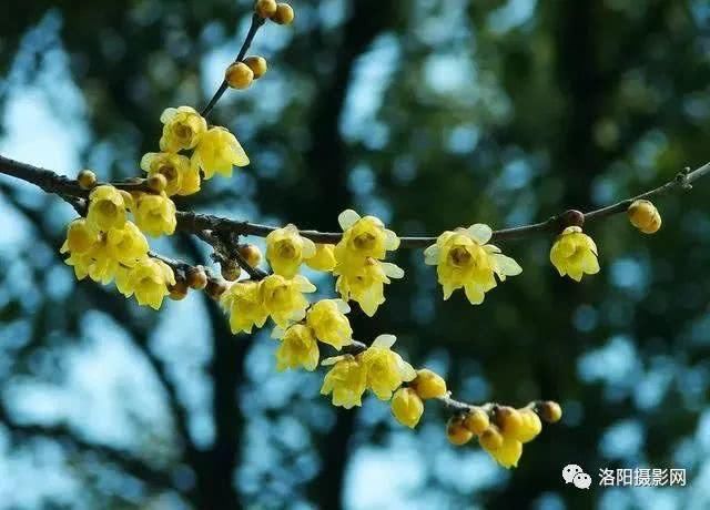 一夜春风来，春天洛阳最美赏花地请收藏