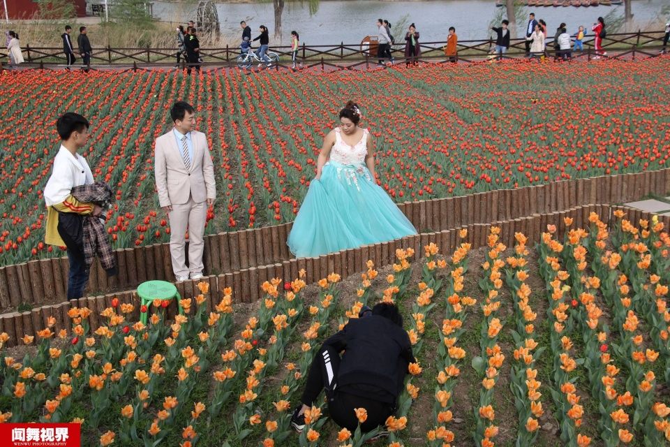 摄影师站郁金香花田拍婚纱，被批没素质起身后却让人竖大拇指
