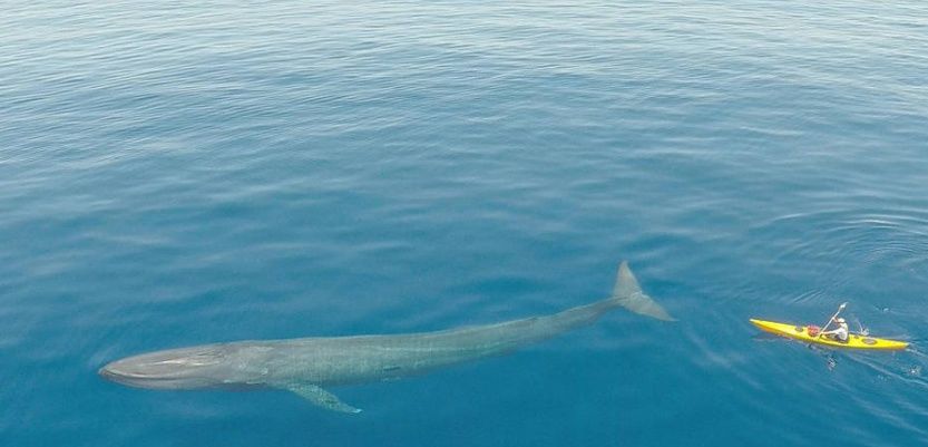 谁是现存海洋中单挑之王,虎鲸,抹香鲸,蓝鲸?