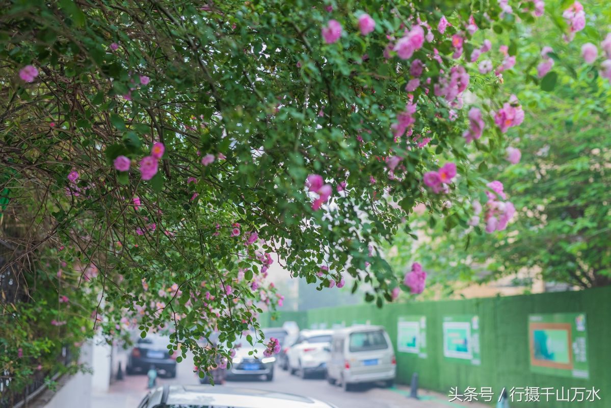 街头的蔷薇花绽放，济南玉函路最美花墙来啦!