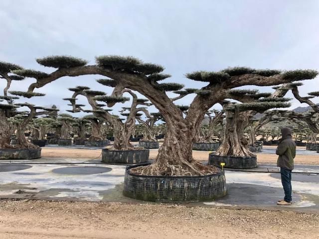 有钱任性！土豪们最爱选的庭院树，你选对了吗？