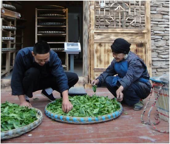 总书记打的酥油茶，里面用了哪种茶？