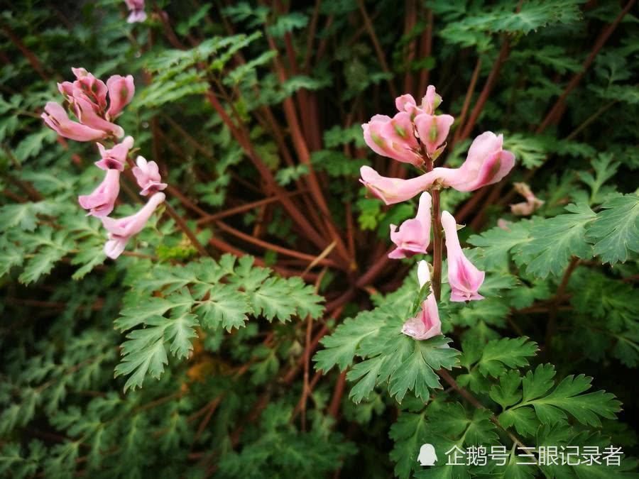 乡村荒草地，春日里开紫色小花的植物，有观赏价值，也有药用价值