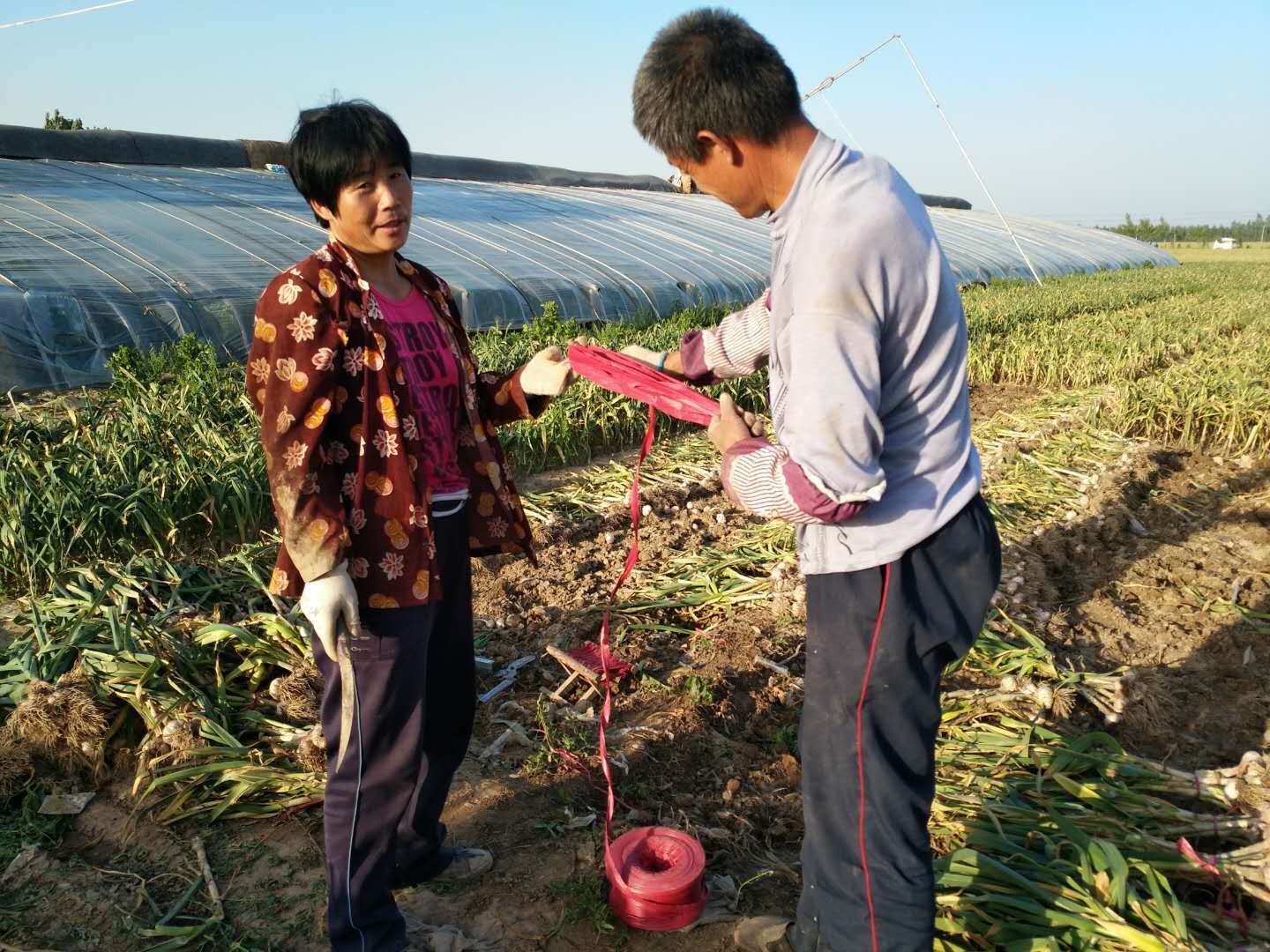 农村挖蒜全过程，网友直呼:神一般的操作!