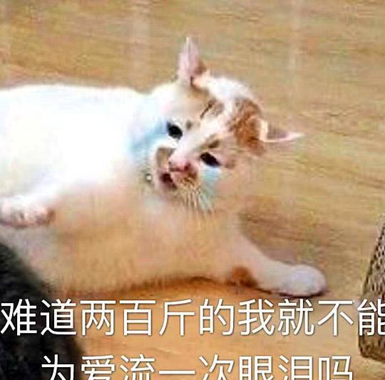 猫咪搞笑表情:你回来的表情像极了我女朋友生气样子包狗子是图片