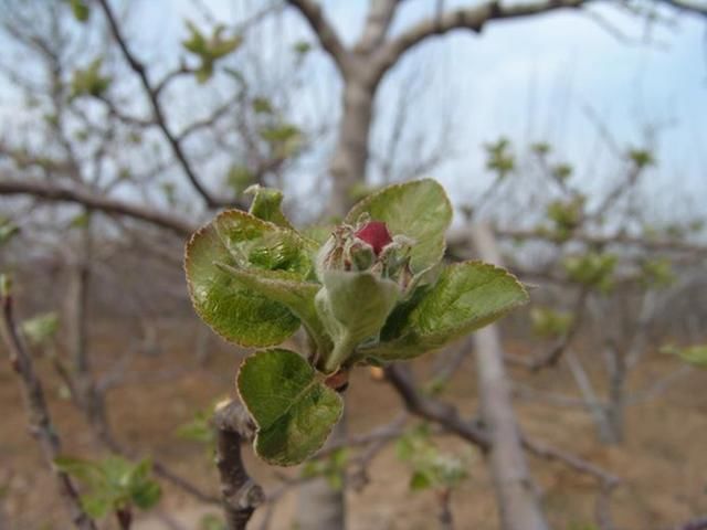 苹果树栽培技术｜春季苹果树调势六措施