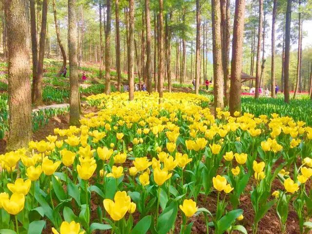 春游赏花踏青的看过来，自驾路线、交通提示在这里！