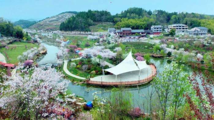 亲们, 想看樱花雨, 就去参加遵义樱花旅游文化节