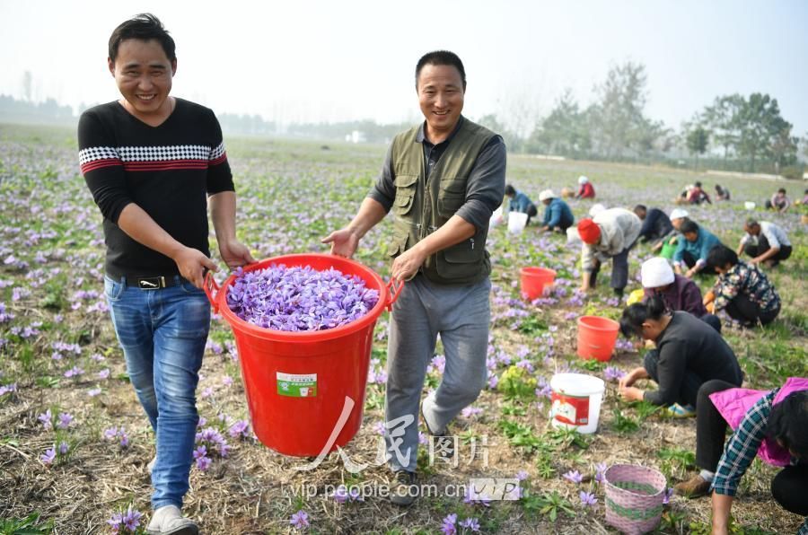 安徽亳州:霜降时节藏红花采收忙