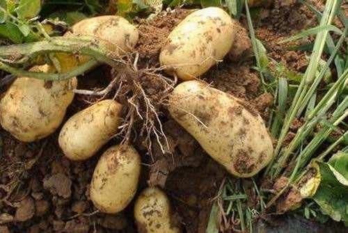 刚从迪拜捡垃圾回来,这下又准备去俄罗斯种菜