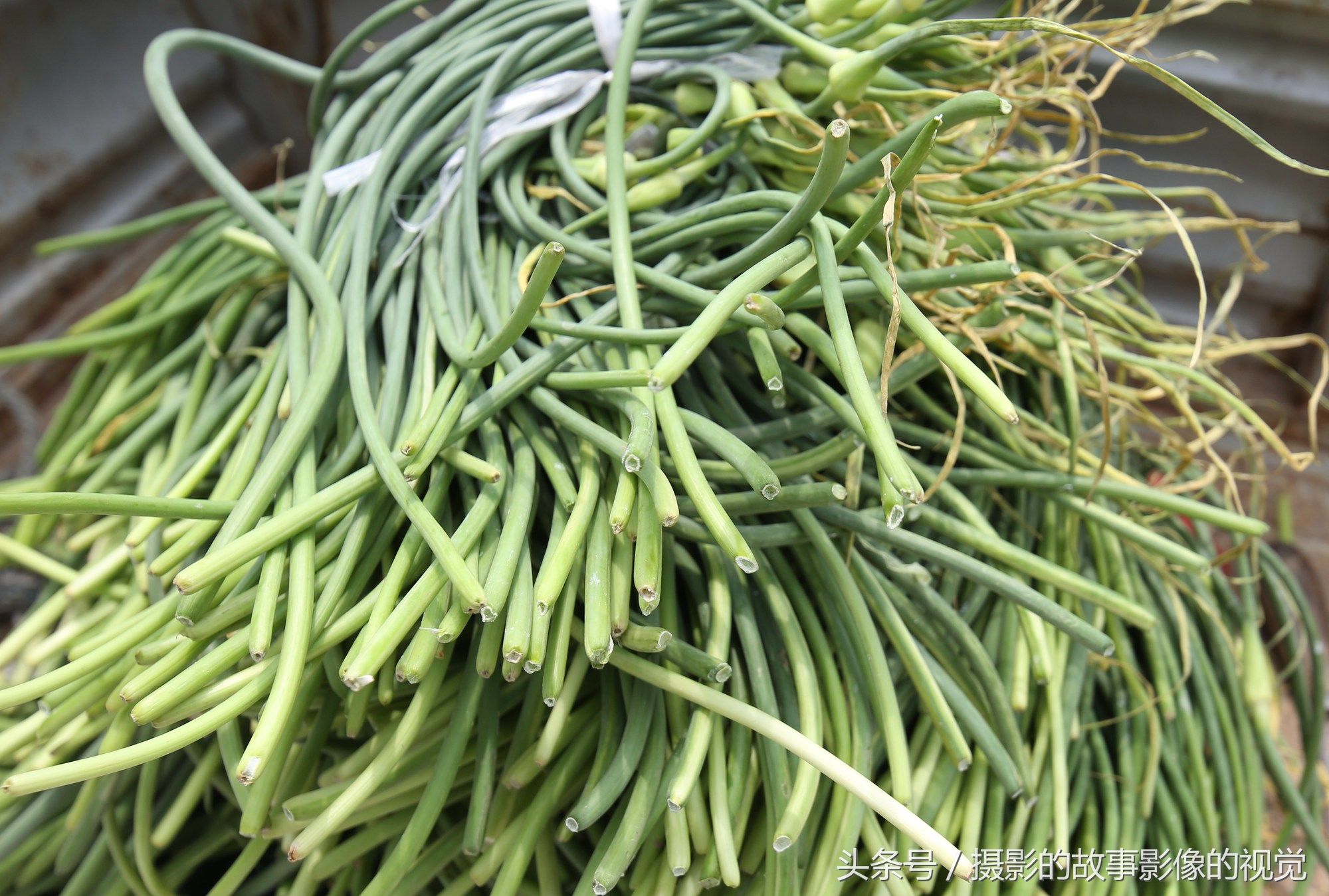 农村大集实在大哥做小生意很发愁,蒜薹一元三