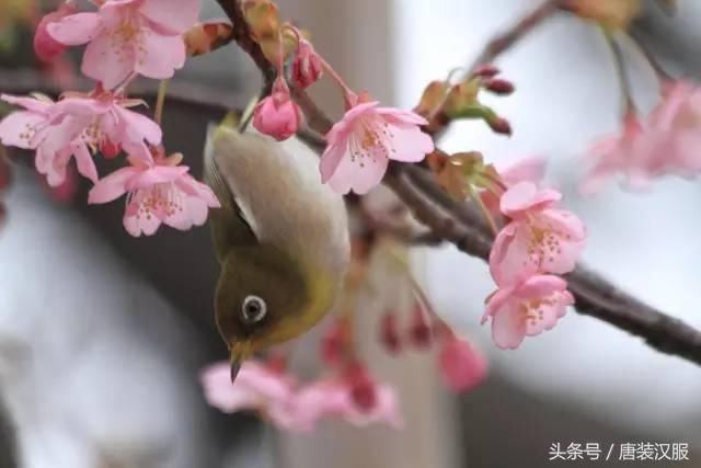 春天带你看花十里春风不如你，人间最美是三月