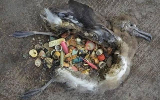 马尔代夫的塑料垃圾可以做多少双鞋?Adidas给