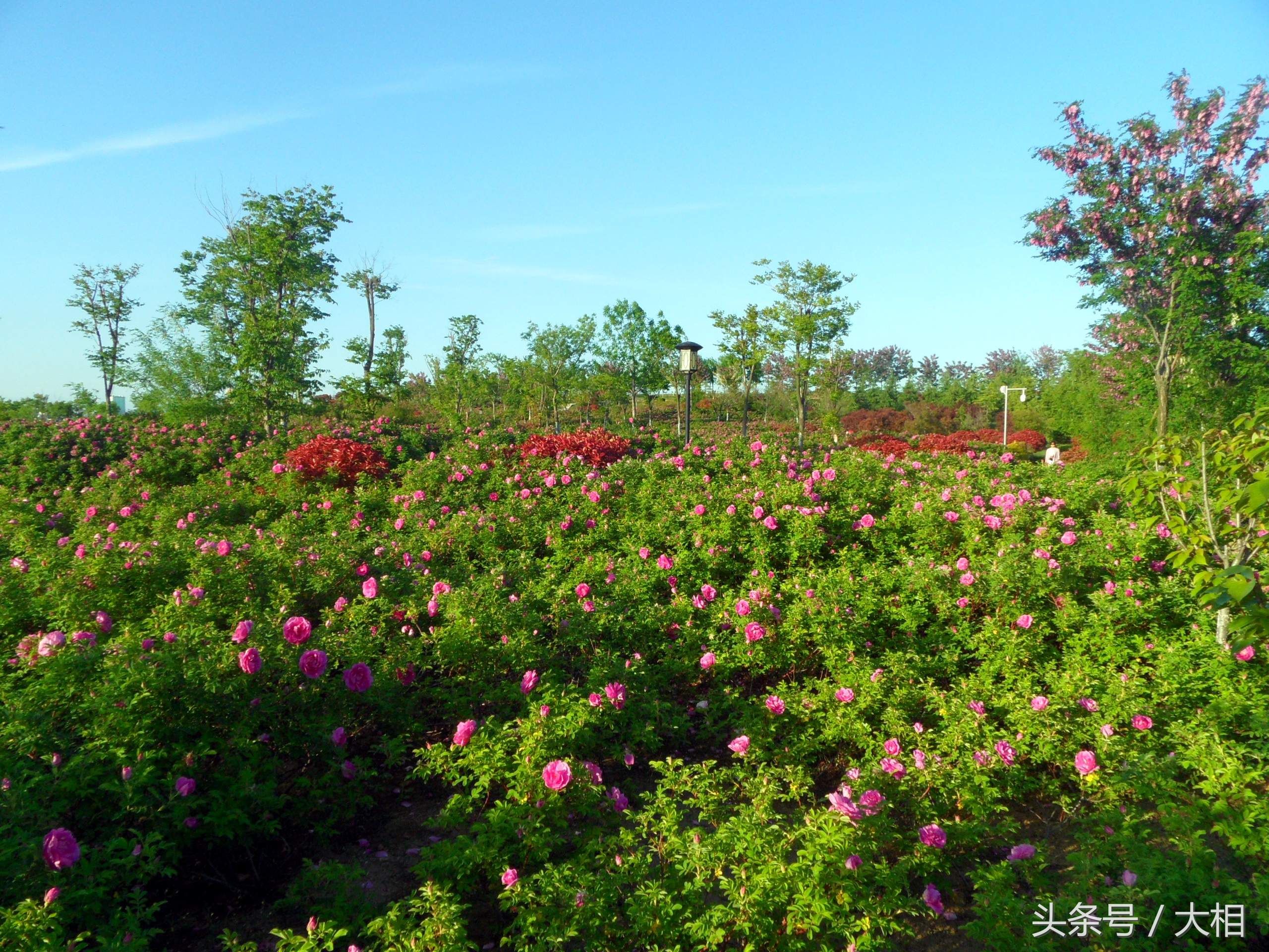 乳山金牛山公园:玫瑰花开香四溢，朵朵鲜花枝头立