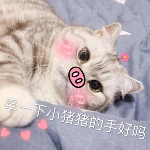 超奈斯绿色小奶猫表情火了:你送我的帽子,搞表包笑爱大情全可图片