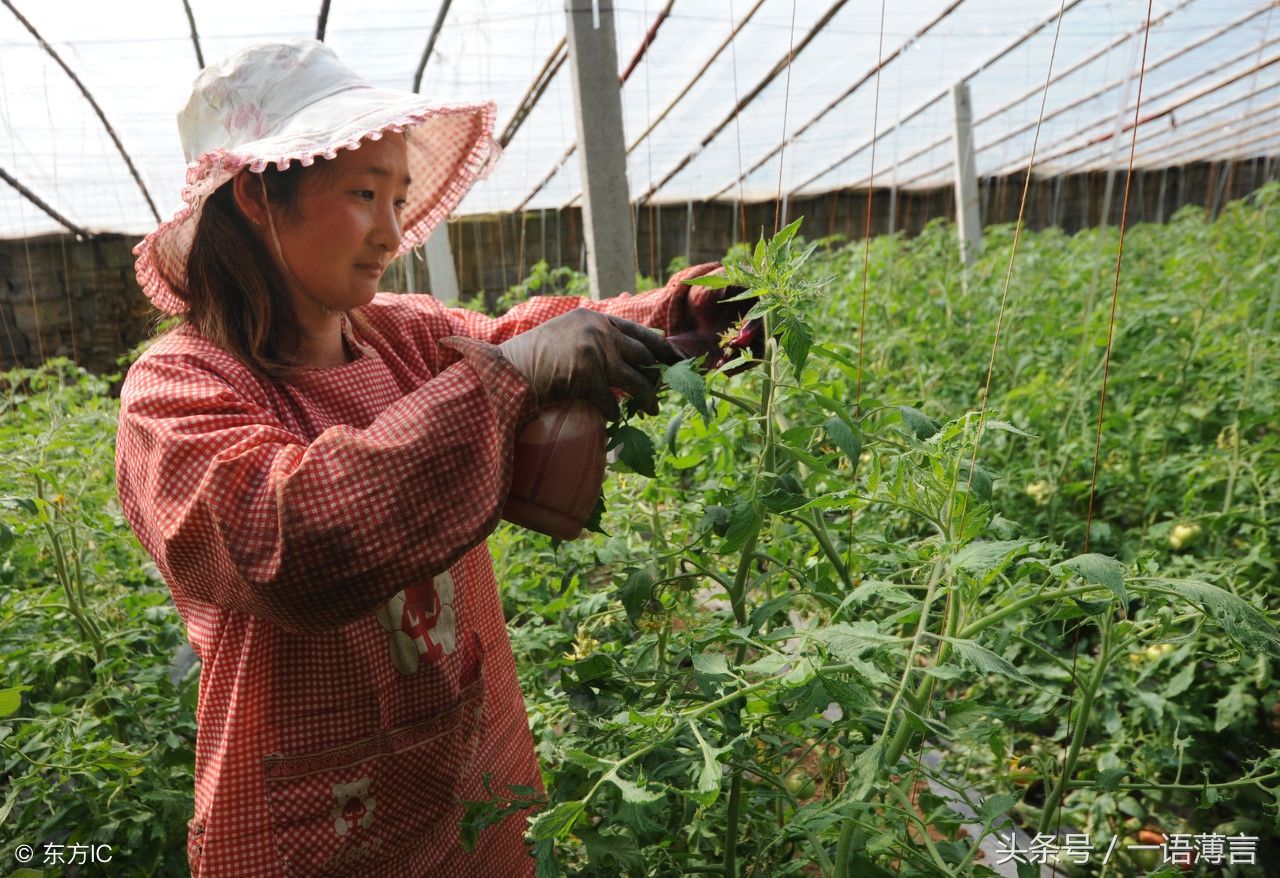 农村妇女在蔬菜大棚内为西红柿进行人工授粉,