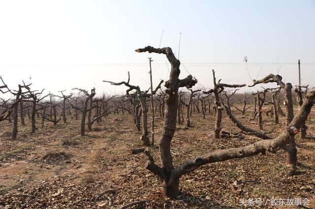 入冬后烟台农民开始砍伐老苹果树,果木每斤卖