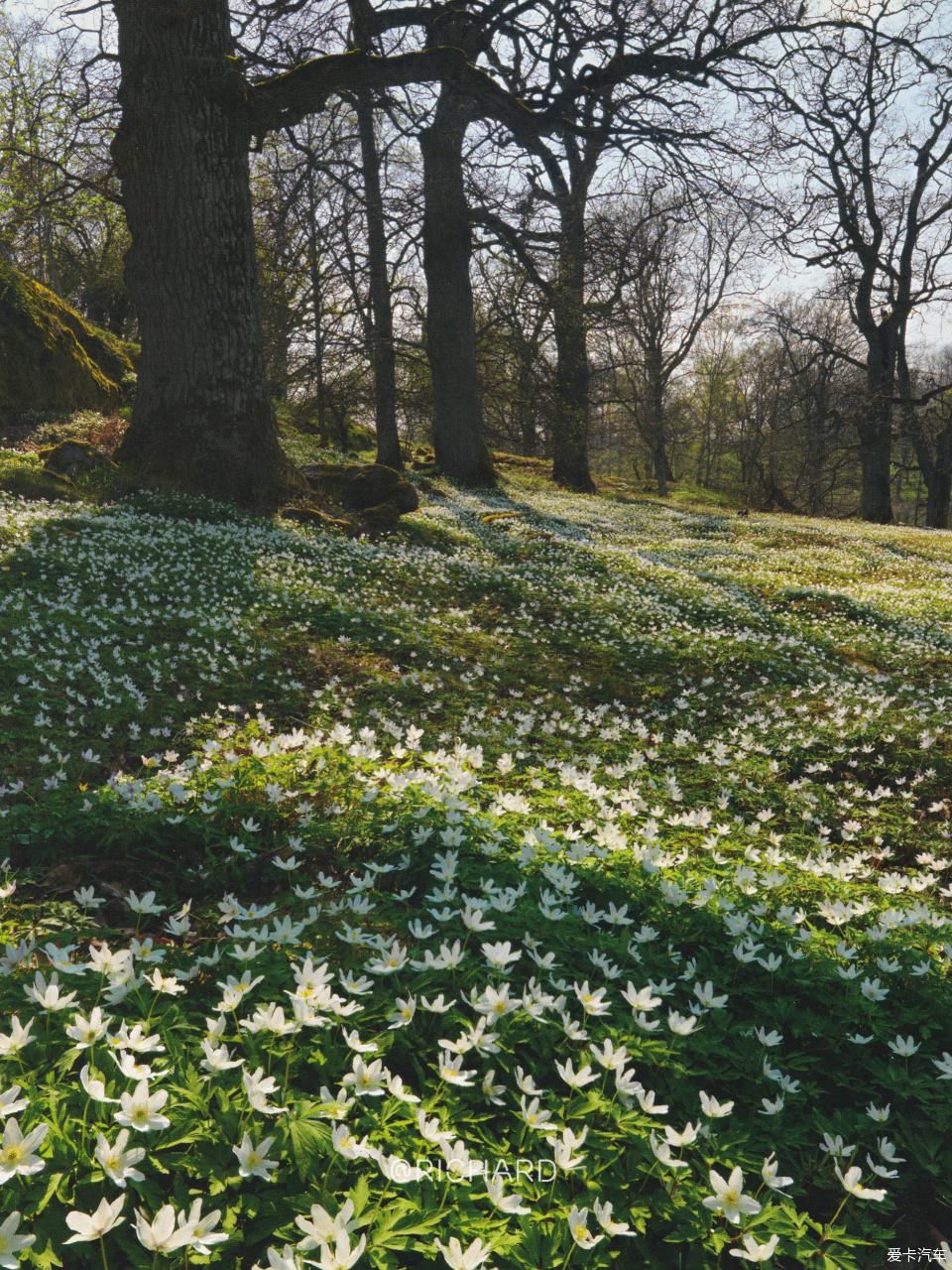 【Richard作业】向北欧出发，一路清呼吸#冬春维京#