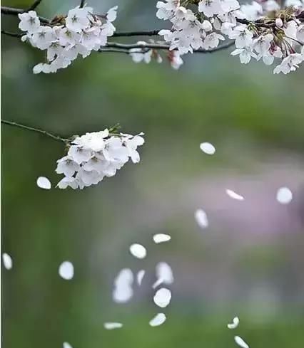 每种花都有特定的花开时间， 掌握这个时间， 为你营造最美的美景