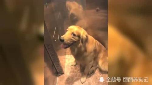 小品带金毛坐主人,主人的剧本被传到下来偷拍电梯举动六人女生图片