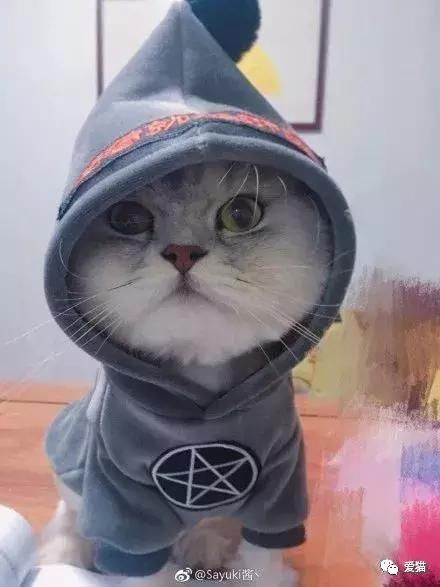 如果你家猫会挣钱养你,它能做什么工作?