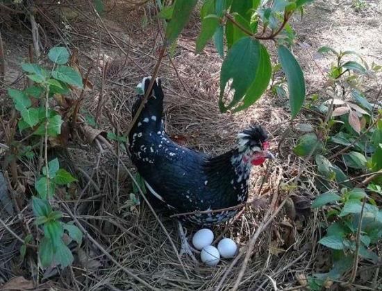 月薪过万白领辞职回乡养鸡,亏损50万后计划回