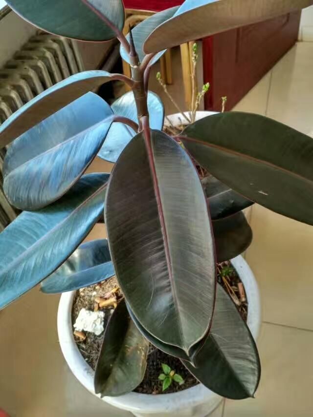 公婆被我大伯哥暴打,打算投奔我家,我提的要求让公婆无语