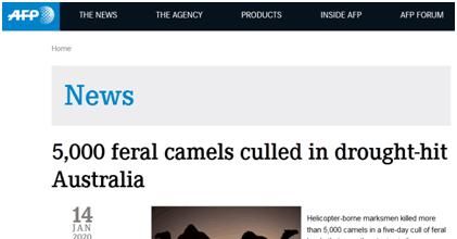 澳大利亚已射杀5000头骆驼