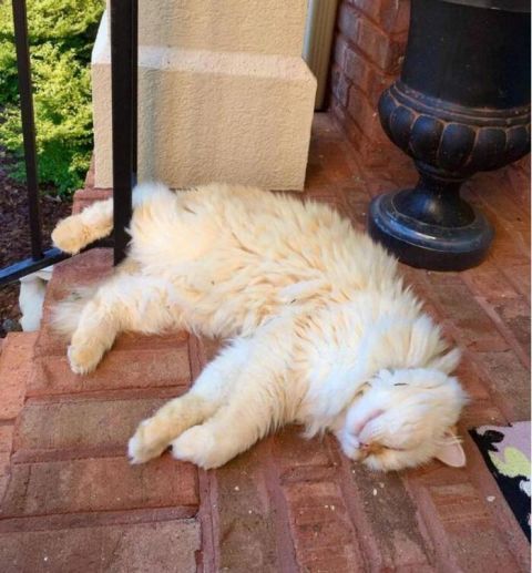 养了15年的爱猫离世,主人伤心欲绝,邻居猫咪跑