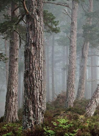 痛心!丹麦首富4个孩子3个丧生斯里兰卡恐袭.身