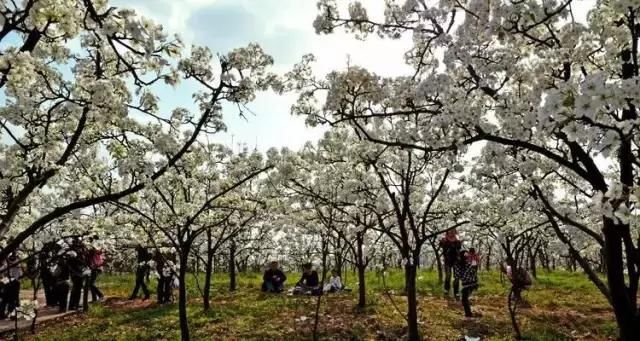 大四川七彩花海要美炸了？最新赏花地图在此，请收好！