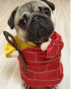 就喜欢这些成精的狗子,每天都能哈哈嘿嘿