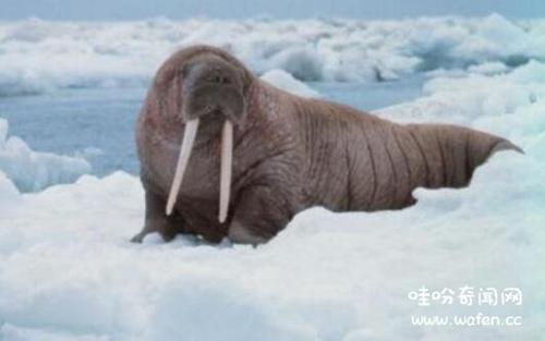 世界上牙齿最长的动物是什么,大象仅列第二\/一