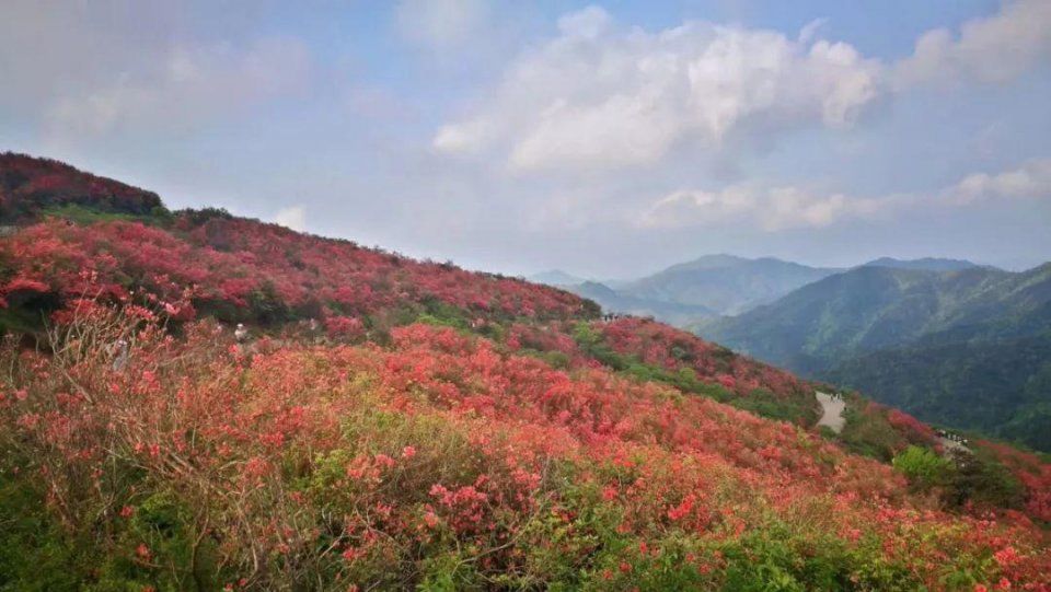 阳明山十万亩杜鹃燃爆 “五一”小长假 本周末仍是最佳花期