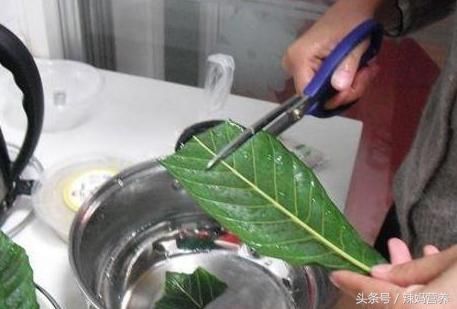 多狠的咳嗽，6片叶子煮碗水，2天除根，至少3年不咳!