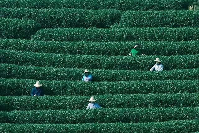 2年寻遍10余省，拜访数十位茶人，全中国最好喝的春茶都在这里了