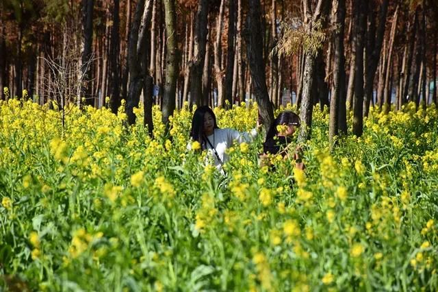 春节期间昆明捞渔河公园，郁金香展、美食节等你来嗨