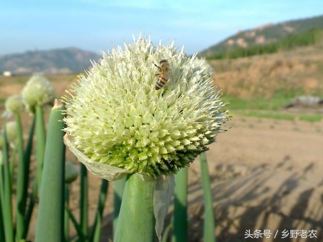 农村四大难缠“姑娘葱，独头蒜，仰头女，低头汉”，看到最好躲着