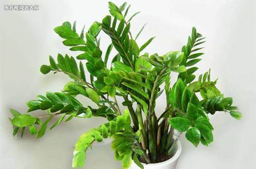 怎样使金钱树叶子更绿 金钱树怎么养才翠绿漂