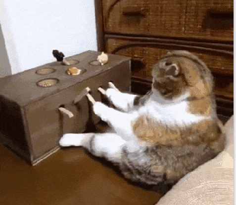 喵星人变胖了不可怕,可怕的是变胖的同时还变猥琐了!