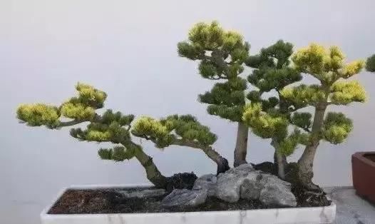 苍枝傲骨匠人心盛影蛟老师谈盆景艺术