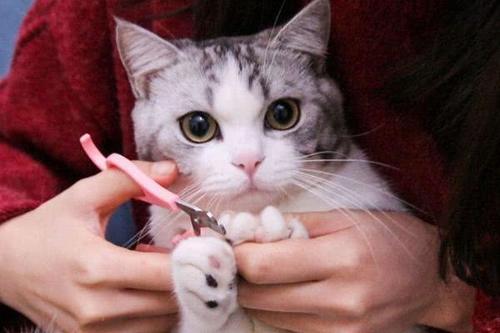 壁纸 动物 猫 猫咪 小猫 桌面 500_333