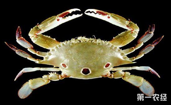 我国常见的螃蟹种类有哪些?我国常见螃蟹品种图片大全_【今日爆点】
