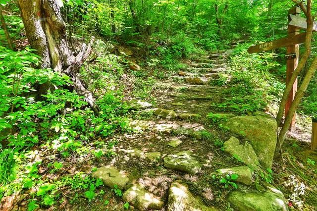 我国这个景点以苔藓众多闻名，很像日本的西芳寺，游客多为日本人