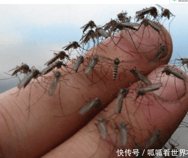 中国最大的蚊子制造厂, 用羊血喂小蚊子, 每个月